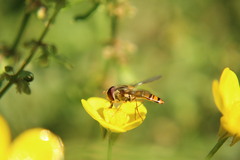 Episyrphus balteatus
