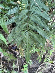 Pteris dispar