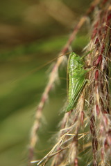 Tettigonia viridissima