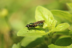 Chloromyia formosa