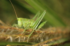 Tettigonia viridissima