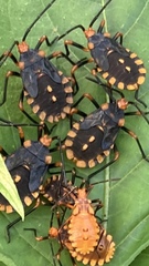 Spartocera
