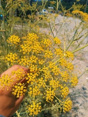 Foeniculum