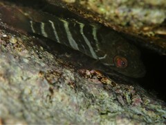 Epinephelus aeneus