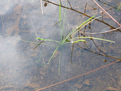 Isoetes triangula