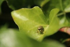 Heliophanus tribulosus