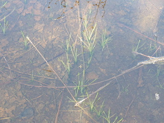Isoetes triangula