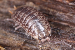 Porcellio gallicus
