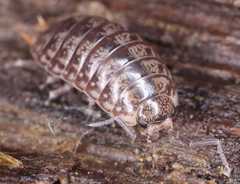 Porcellio gallicus