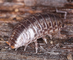 Porcellio gallicus