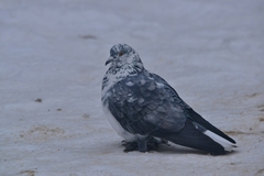 Columba livia domestica