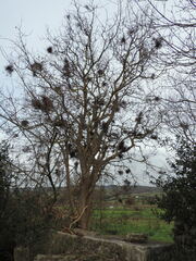 Pistacia terebinthus