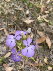 Isotoma
