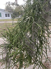 Euphorbia tirucalli