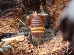 Myrmecophilus acervorum