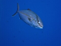 Seriola dumerili