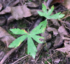 Anemonoides quinquefolia