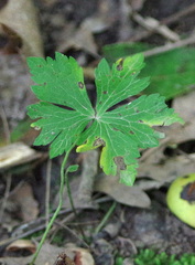 Anemonoides quinquefolia