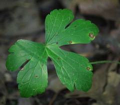 Anemonoides quinquefolia