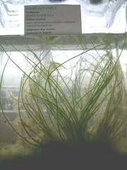 Isoetes azorica