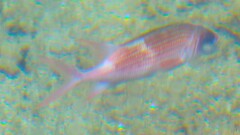 Holocentrus adscensionis