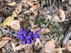 Pittosporaceae