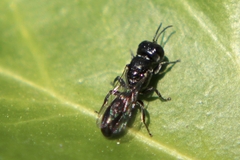Crossocerus