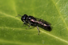 Crossocerus