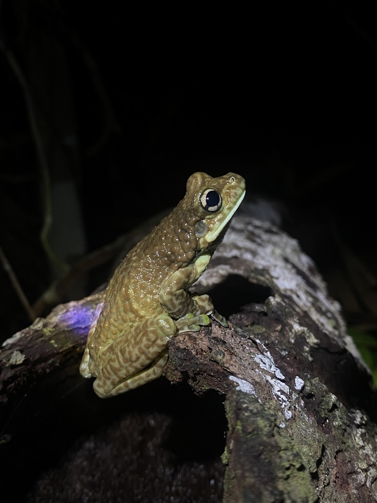 Toad-Wife Tree Frog