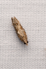 Sameodes cancellalis