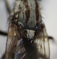 Anthomyiidae