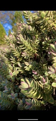 Veronica strictissima