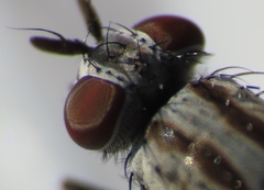 Anthomyiidae