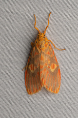 Ammatho cuneonotatus