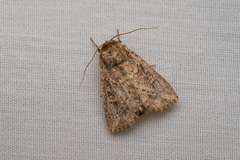Condica illecta