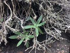 Dudleya lanceolata