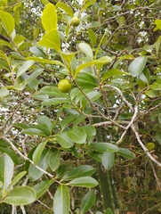 Diospyros inconstans