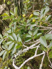 Diospyros inconstans