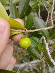 Diospyros inconstans