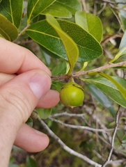 Diospyros inconstans