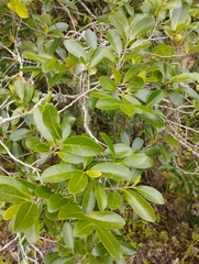 Diospyros inconstans