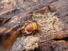 Myrmecophilus acervorum