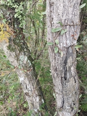 Diospyros inconstans