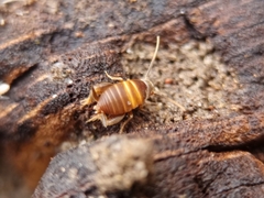 Myrmecophilus acervorum