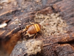 Myrmecophilus acervorum