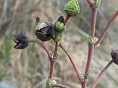 Cistanthe grandiflora