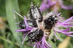 Oxythyrea funesta
