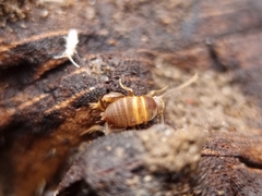 Myrmecophilus acervorum