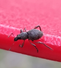 Metapocyrtus adspersus