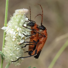 Chauliognathus profundus